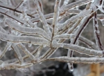 非冰非雪的雾凇，您了解吗？